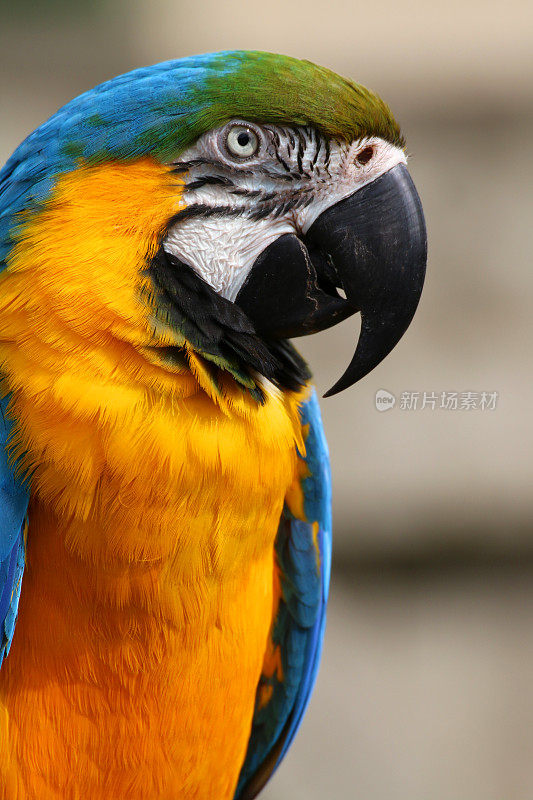 特写图像蓝色和黄色金刚鹦鹉鹦鹉从巴西亚马逊雨林，野生鸟拍摄横向看，侧面轮廓，多色金色和蓝色金刚鹦鹉(阿拉阿拉劳那)绿色羽毛头，眼睛，嘴，脸和头部细节，笼子和鸟舍
