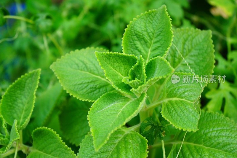 特写新鲜的绿色草本植物