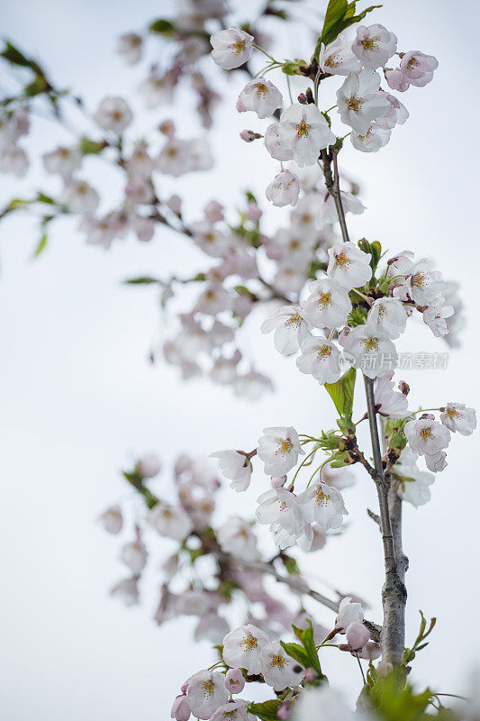 樱花枝