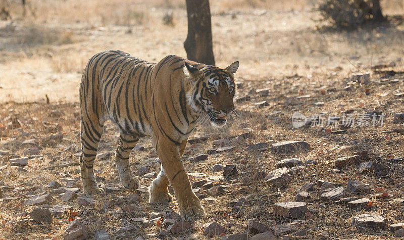 孟加拉虎，Ranthambore，印度。