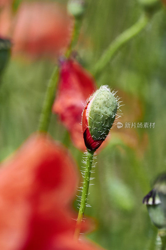 罂粟瓣闭合:花萼的开口