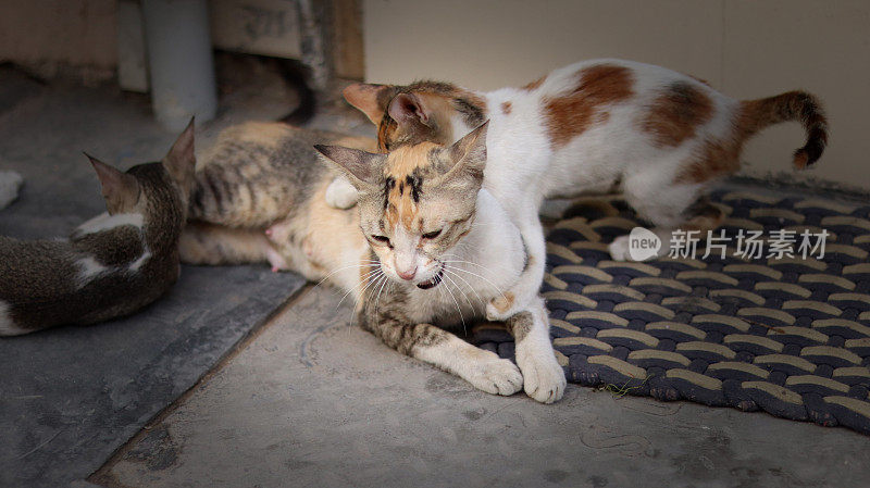 猫妈妈在和她的小猫们玩