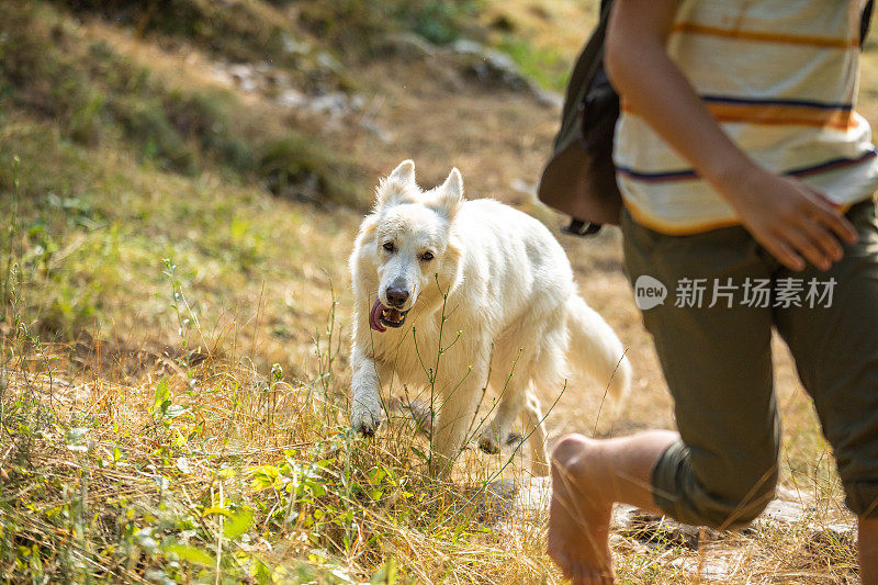 阳光明媚的一天，马利诺犬在散步