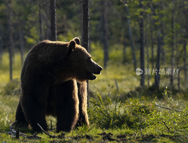 背光棕熊(小熊)，芬兰