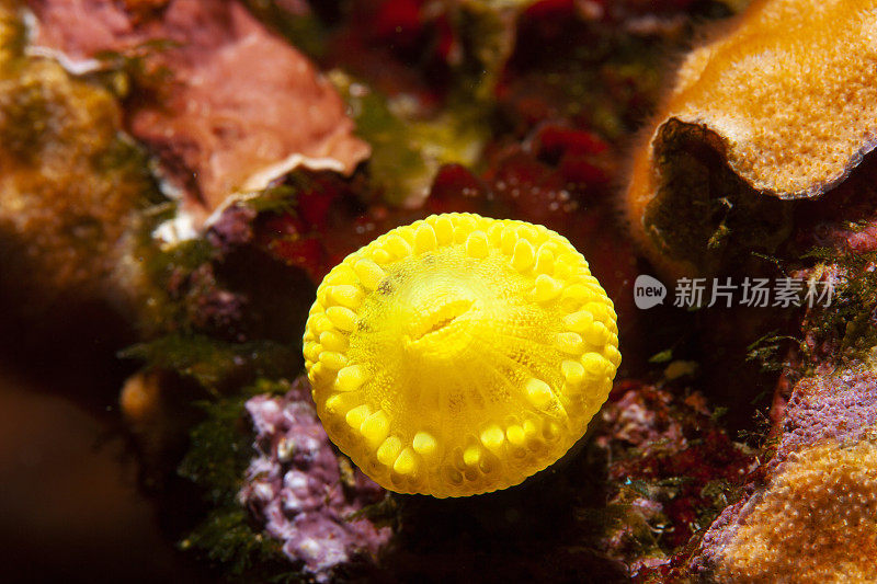 海洋生物水肺潜水员眼中的黄色软珊瑚