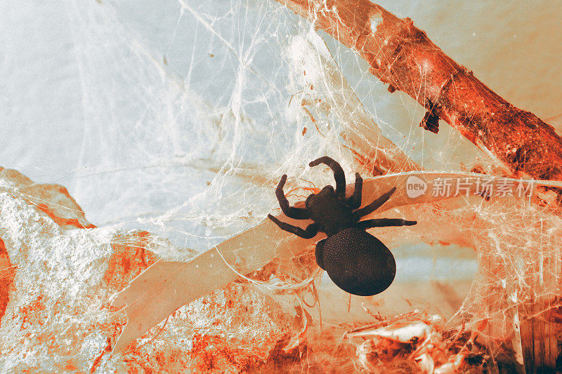 巨型蜘蛛和漏斗网
