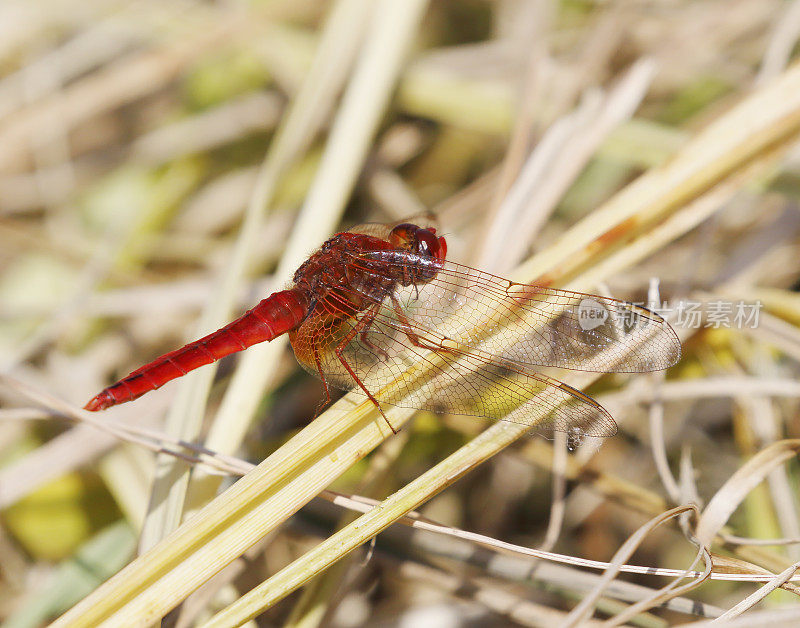 红箭蜻蜓(红斑鳄鱼)雄性