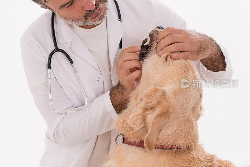 一位男性兽医正在检查金毛猎犬的牙齿