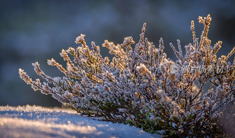 冬天有雪和霜的石南花