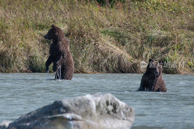 阿拉斯加海岸棕熊，兄弟，钓鱼