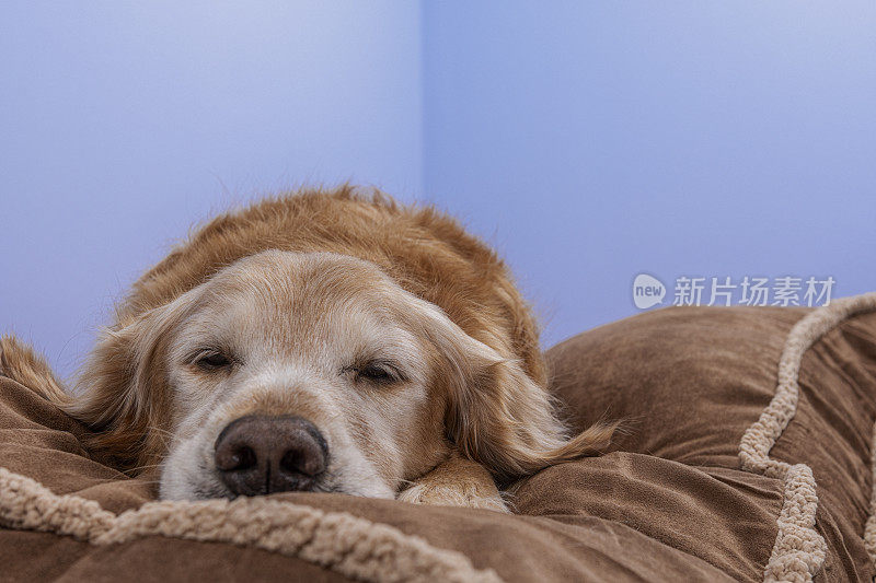 一只老狗躺在自家的狗床上看着摄像机