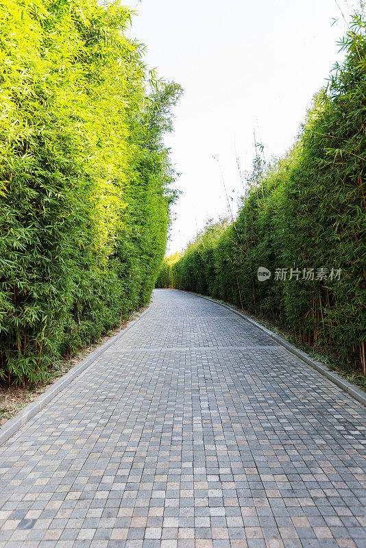 穿过竹林的砖砌小路