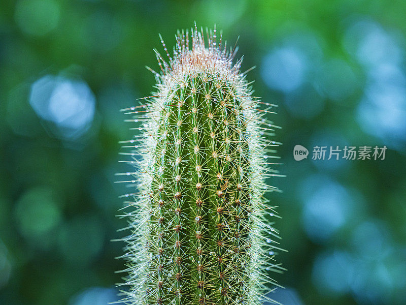 雨中的仙人掌，特写