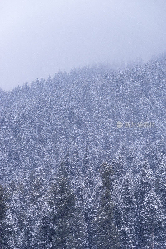 美丽的冬天的风景