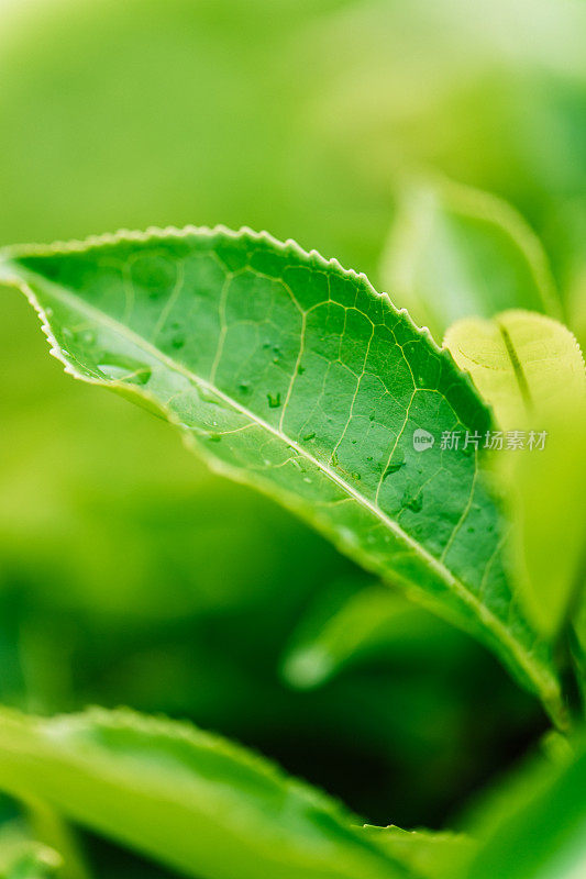 种植园里的茶叶