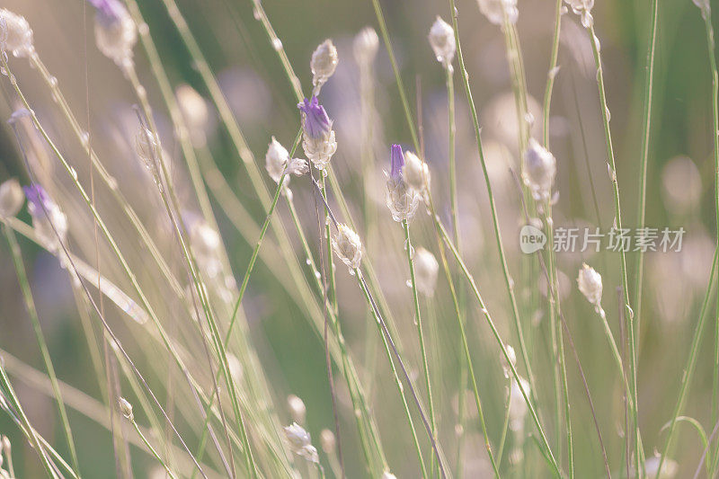 宏观的彩色小野花草地