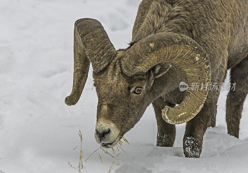 冬天的大角羊、加拿大绵羊、黄石国家公园;黄石公园，站在雪地里。