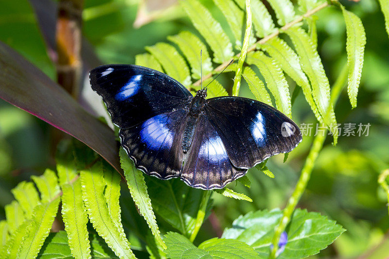 从上往下看蝴蝶-波利纳，大卵蝇，普通卵蝇，蓝月亮蝴蝶