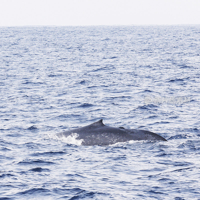 一只蓝鲸在斯里兰卡的海水中浮出水面
