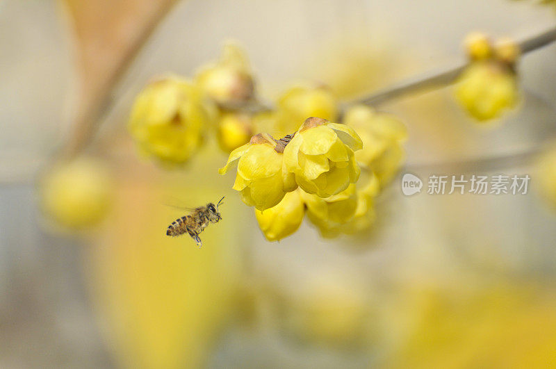 阳光下的蜡梅花