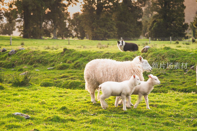 新西兰南岛的白羊驼群，以自然景观为背景