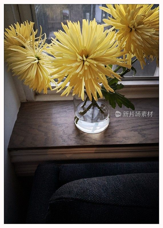 窗台上的黄色菊花