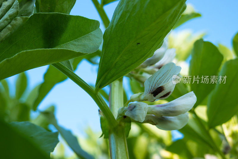 蓝天下，春暖花开的蚕豆