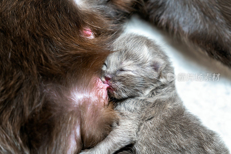 刚出生的灰色小猫正在吮吸黑猫妈妈的乳房