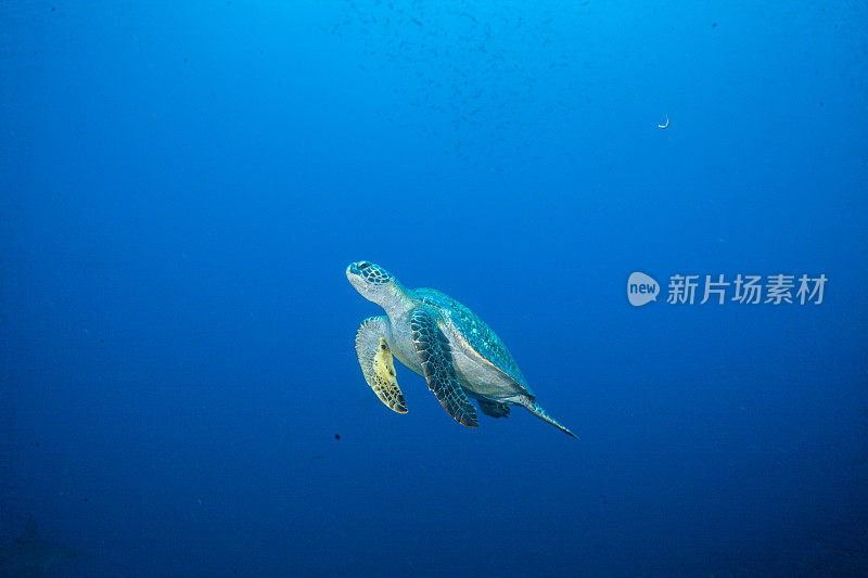 水下拍摄的绿海龟和玳瑁海龟