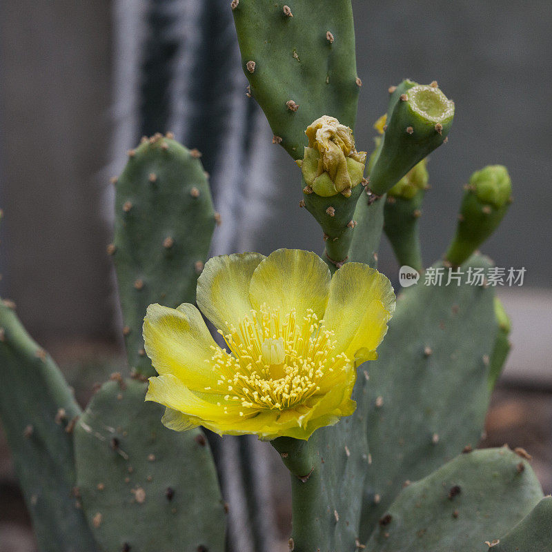 仙人掌-无花果-巴巴里无花果植物开花