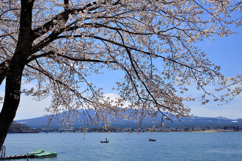 富士山和川口湖的樱花