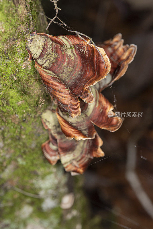 苔藓树干上一组形状不规则的托架真菌