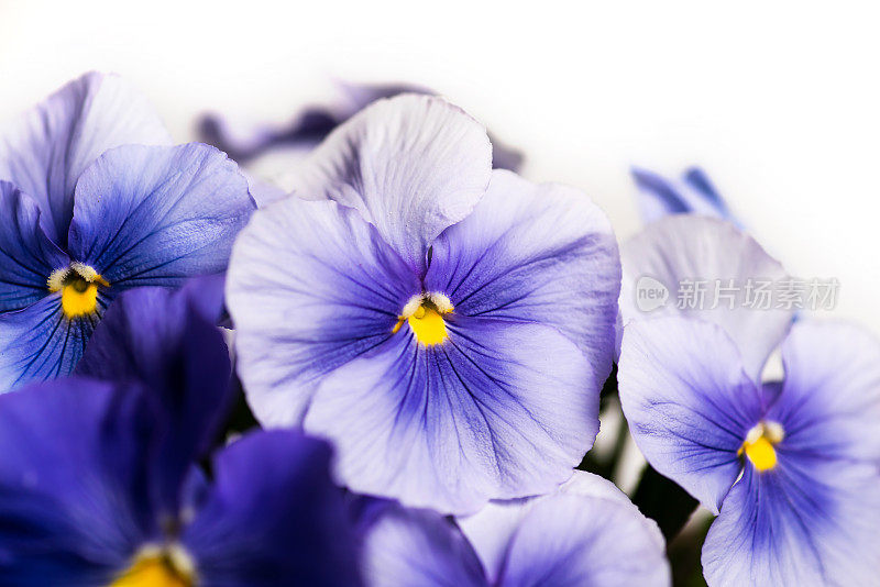 紫罗兰紫罗兰花在开花安排与复制空间
