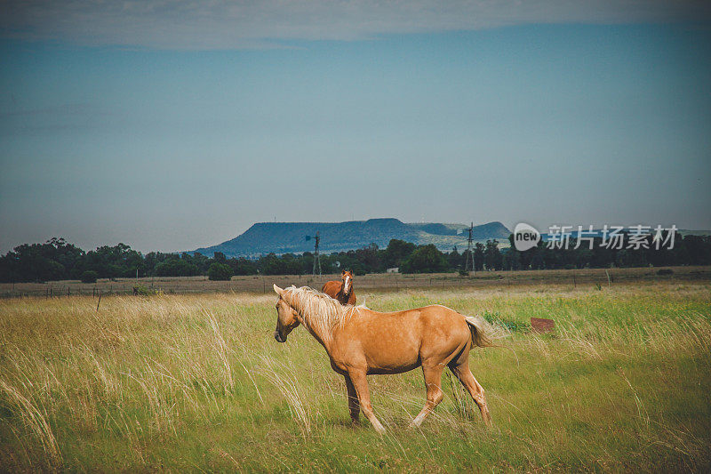 微风吹拂着长草中的非洲马