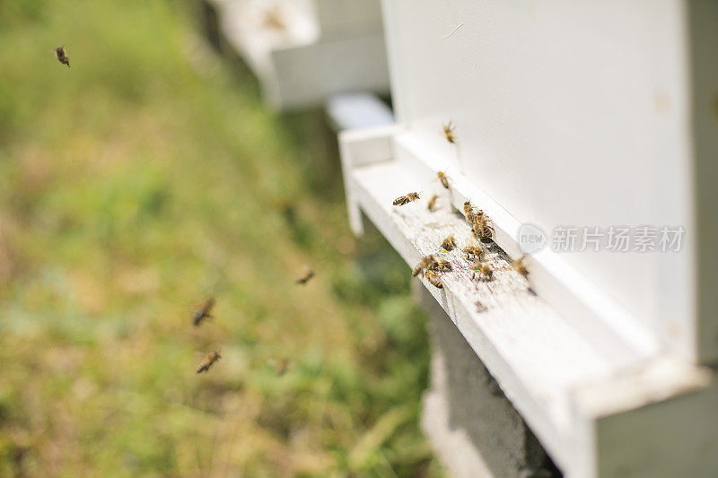 蜜蜂在蜂巢里飞来飞去