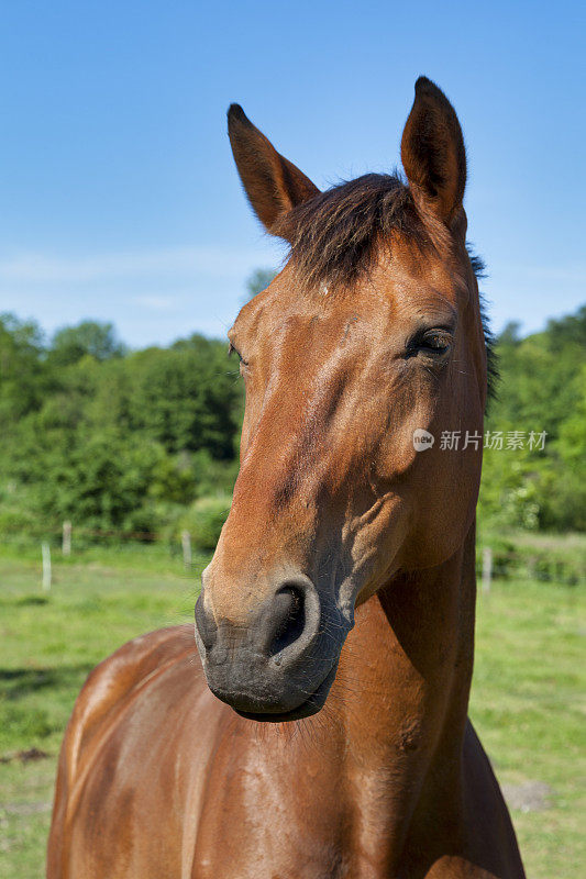 一匹棕色的马的肖像