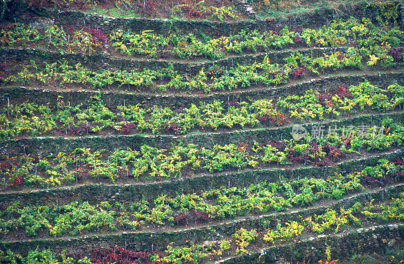 西班牙加利西亚的里贝拉萨克拉地区葡萄园交错种植
