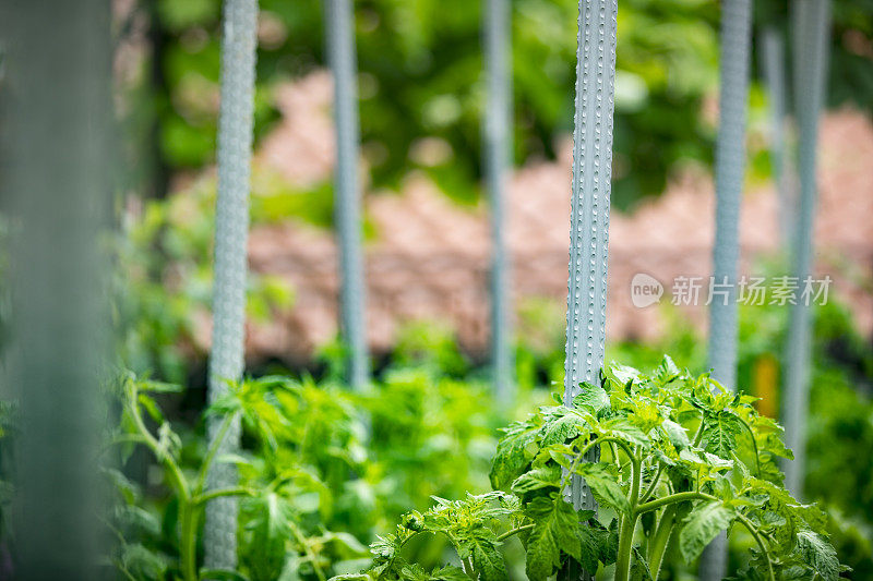 用塑料杆支撑的番茄植株