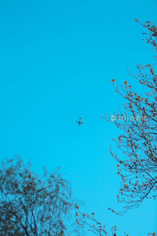 飞机穿过树林出现在天空中