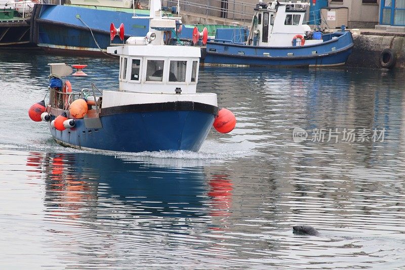 小船和海豹