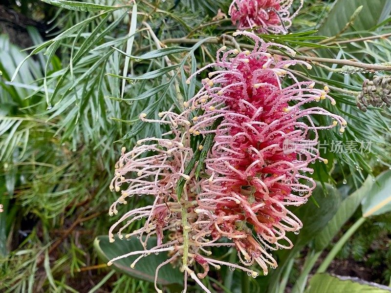 红色Grevillea