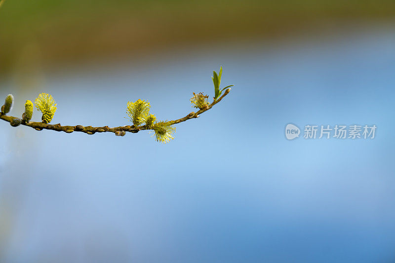 柳絮或柳枝上的花