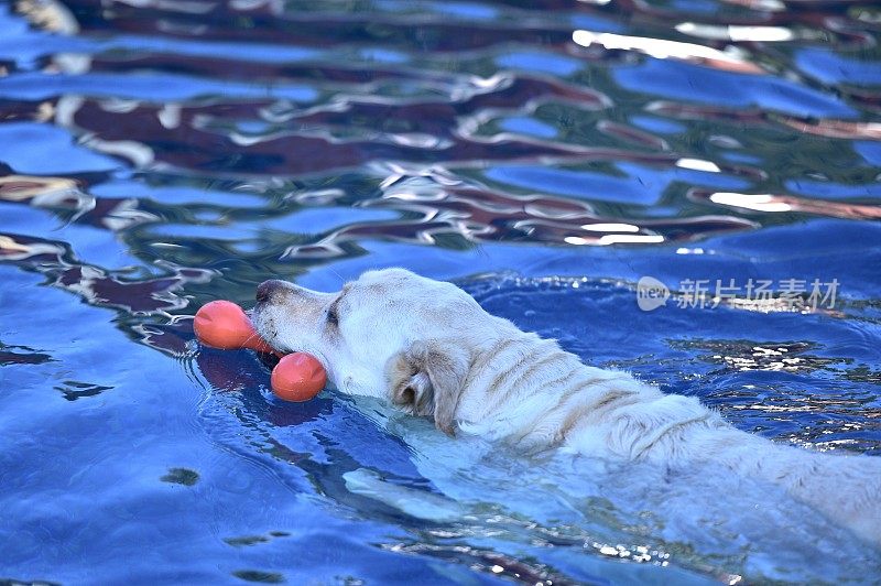 狗在湖中游泳的特写镜头