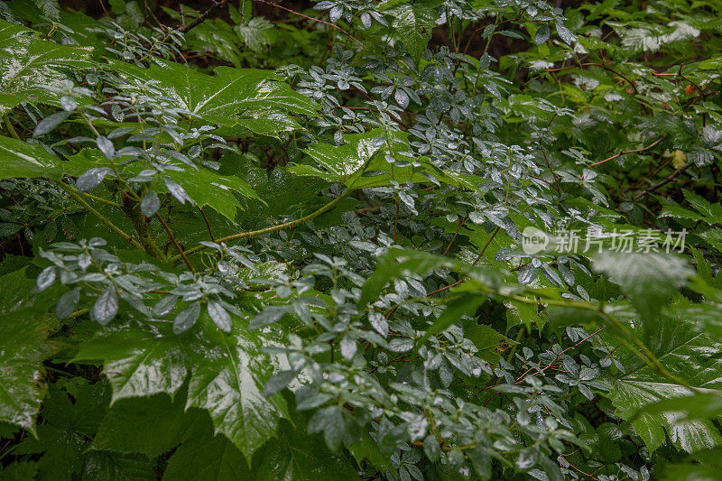 茂密茂盛的森林植被在大雨中