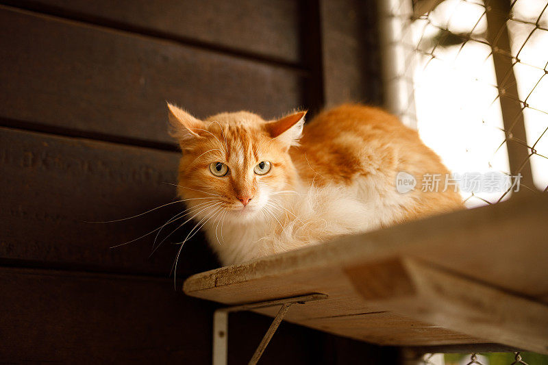 姜猫躺在架子上