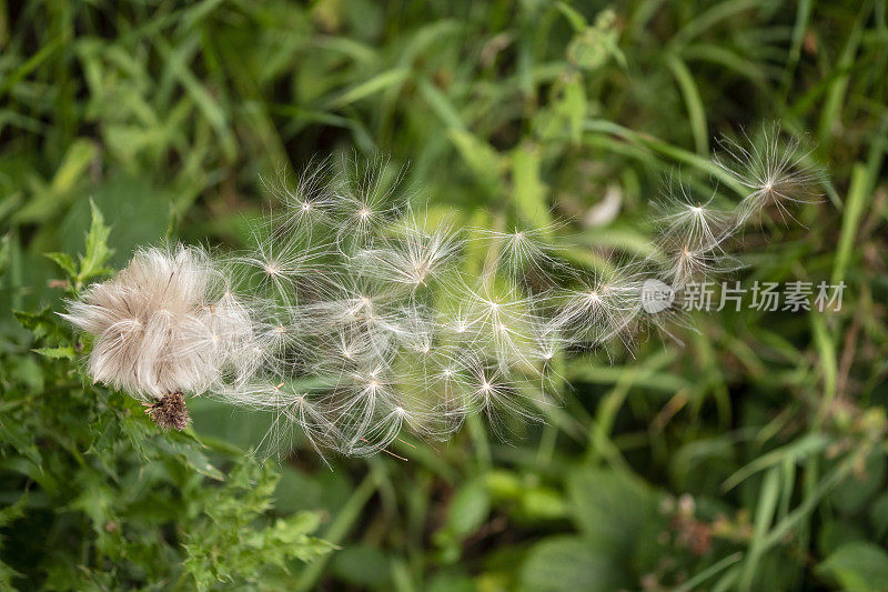 蓟毛在风中飘扬