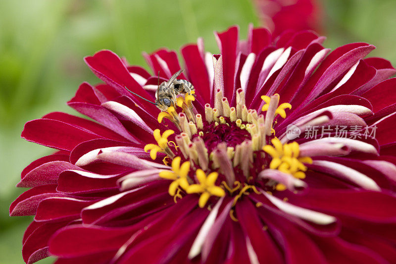 蜜蜂在zinnia