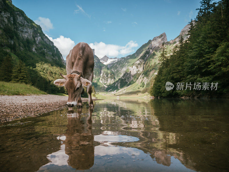 阿彭策勒牛的肖像和湖上的倒影