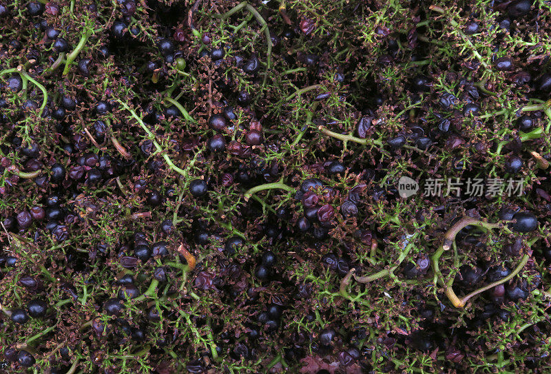 一堆废弃的葡萄和茎