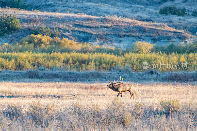 孤独的公麋鹿-麋鹿聚集在查尔斯M罗素野生动物保护区发情
